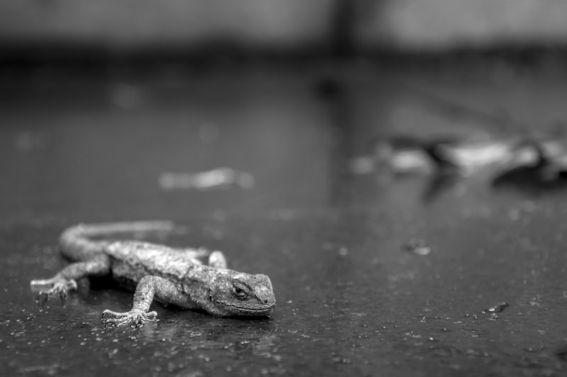 a black and white photo of a lizard on the ground