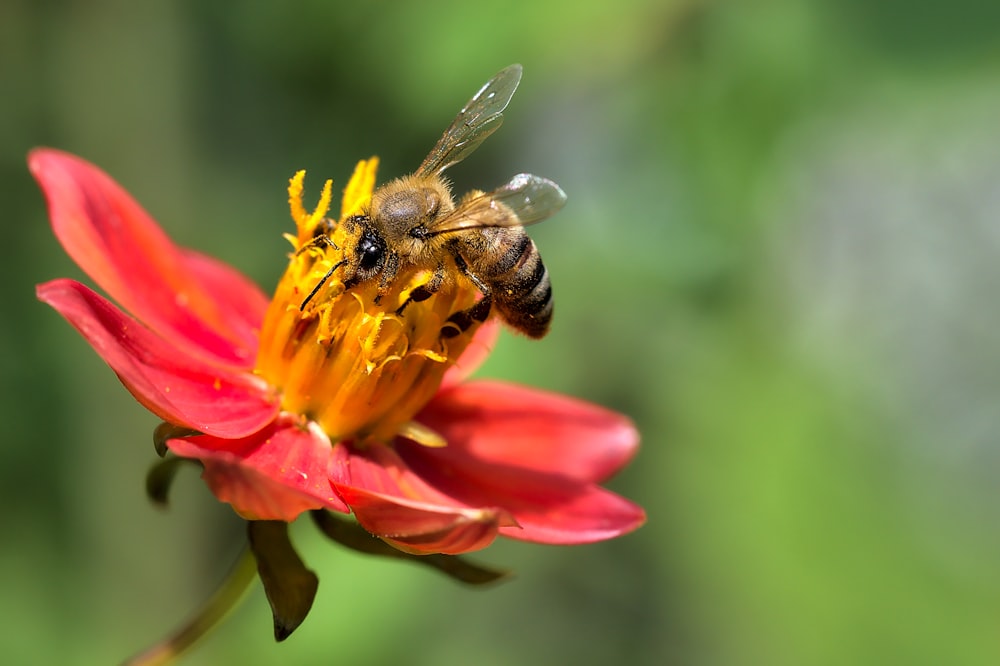 a bee sitting on top of a red flower