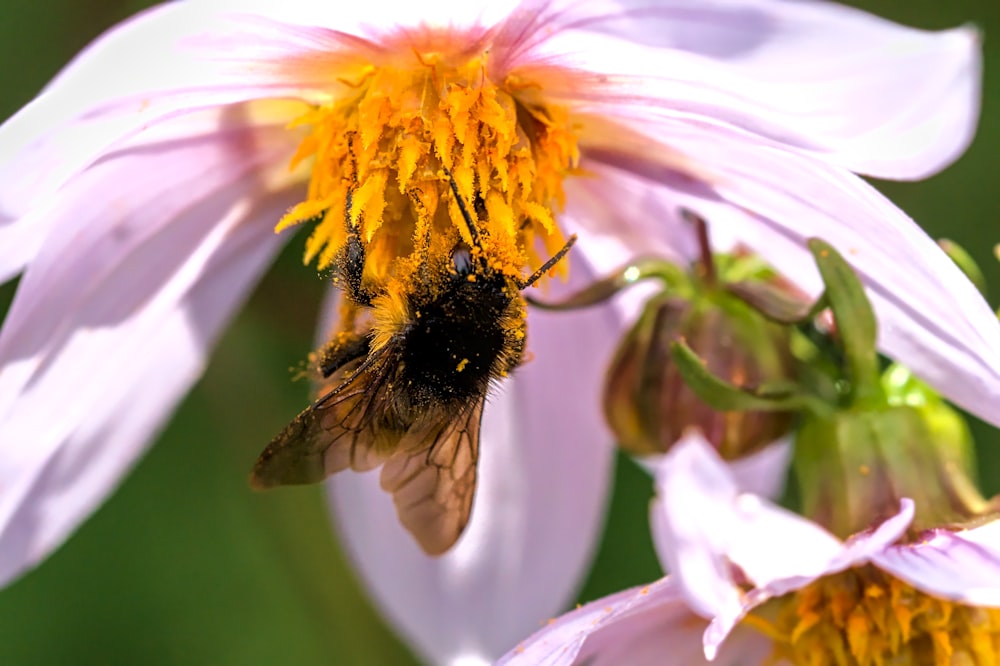 a close up of a bee on a flower