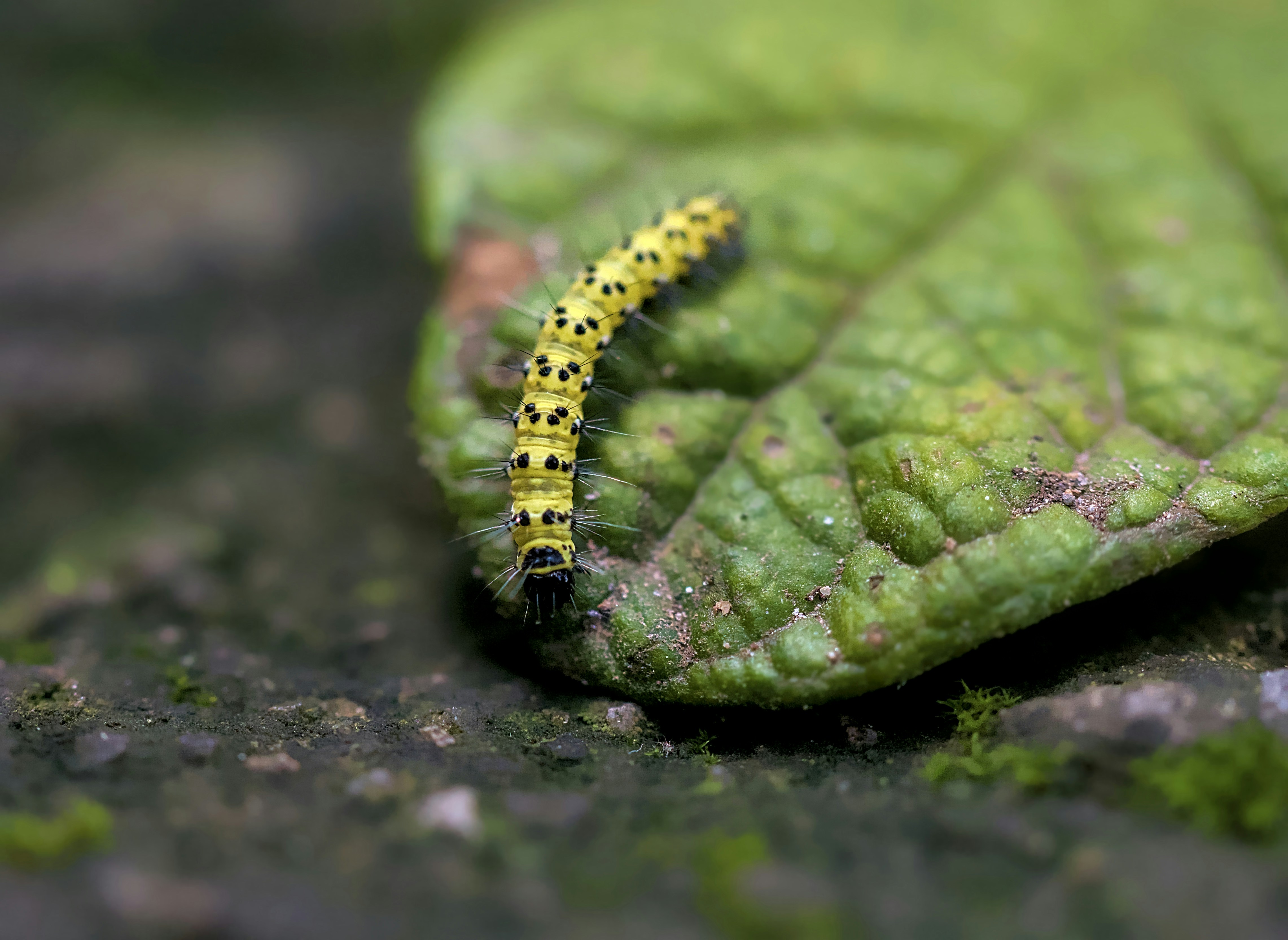 Photo by germanjaber