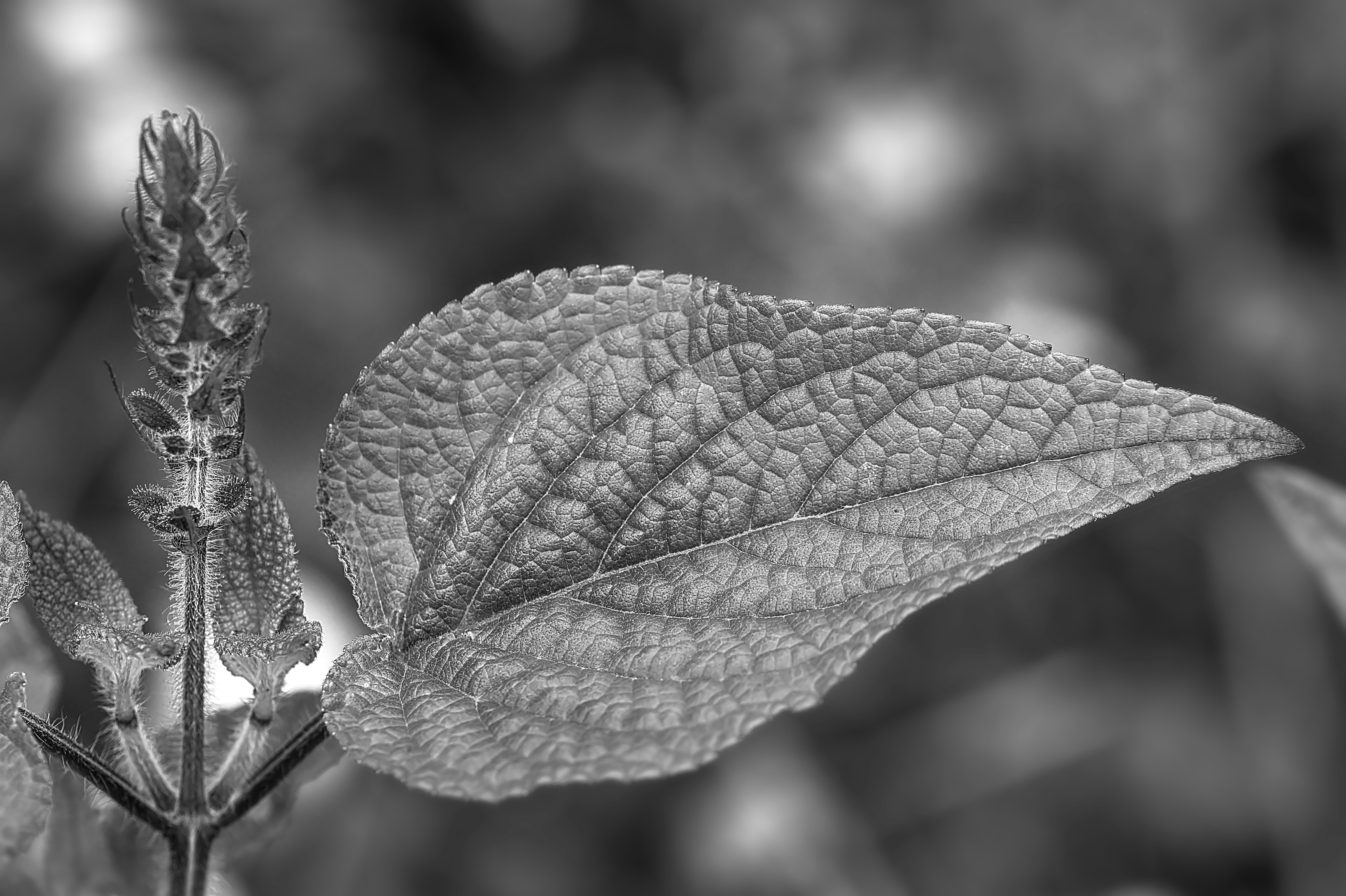 Photo by germanjaber