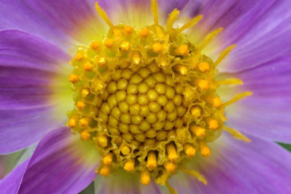 a close up of a purple flower with yellow stamen