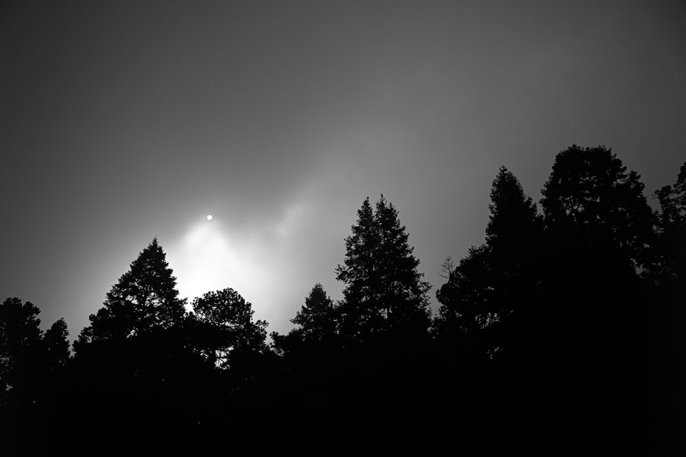 a black and white photo of the sun through the trees