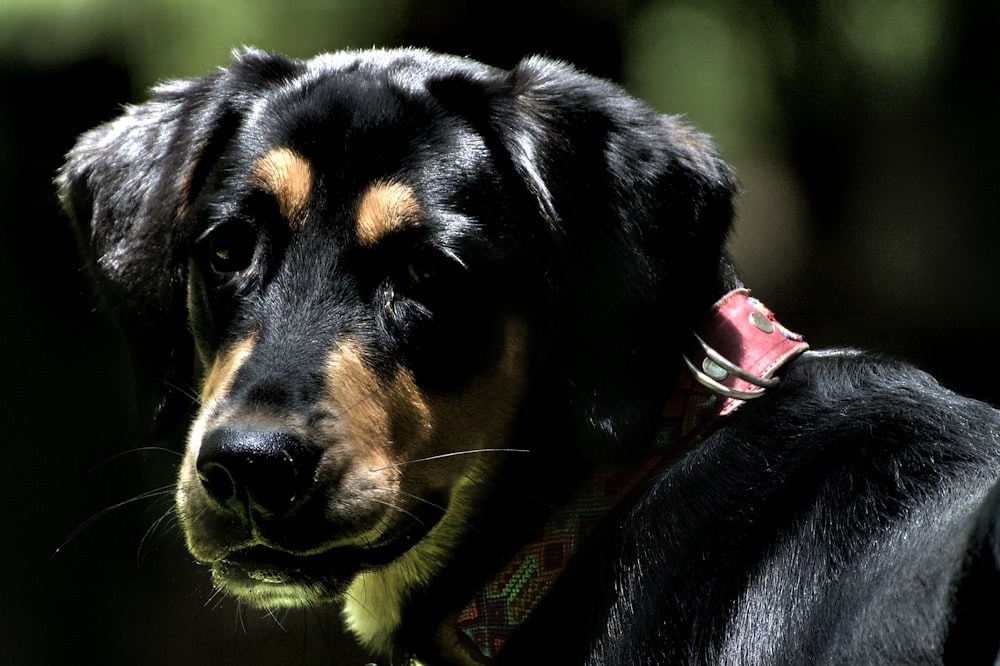 a close up of a dog wearing a collar