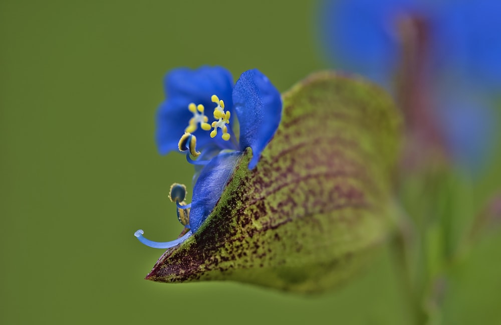 a close up of a blue flower with a green background