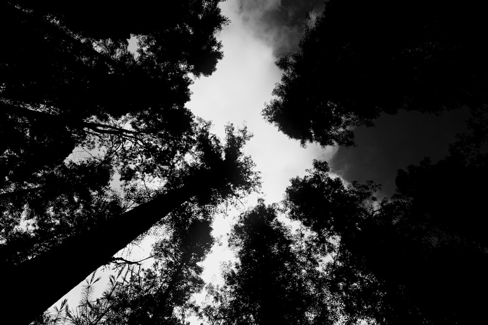 a black and white photo looking up at the tops of tall trees