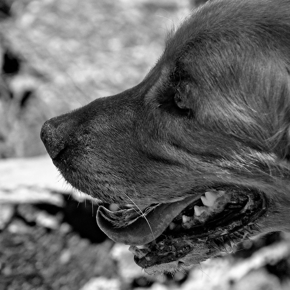 a black and white photo of a dog's face