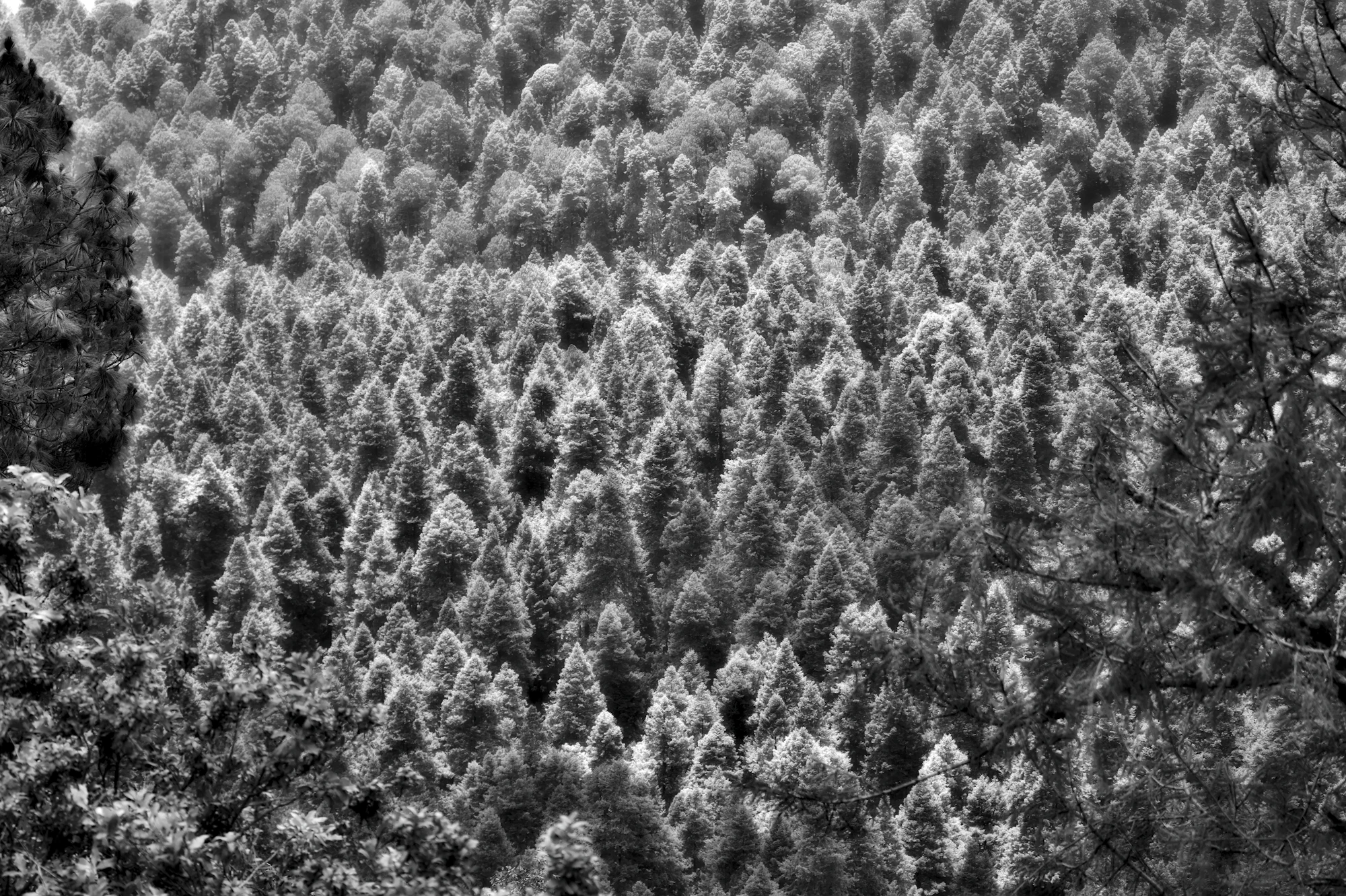 Forêt de feuillus en Nouvelle-Aquitaine, exemple de patrimoine forestier à regrouper