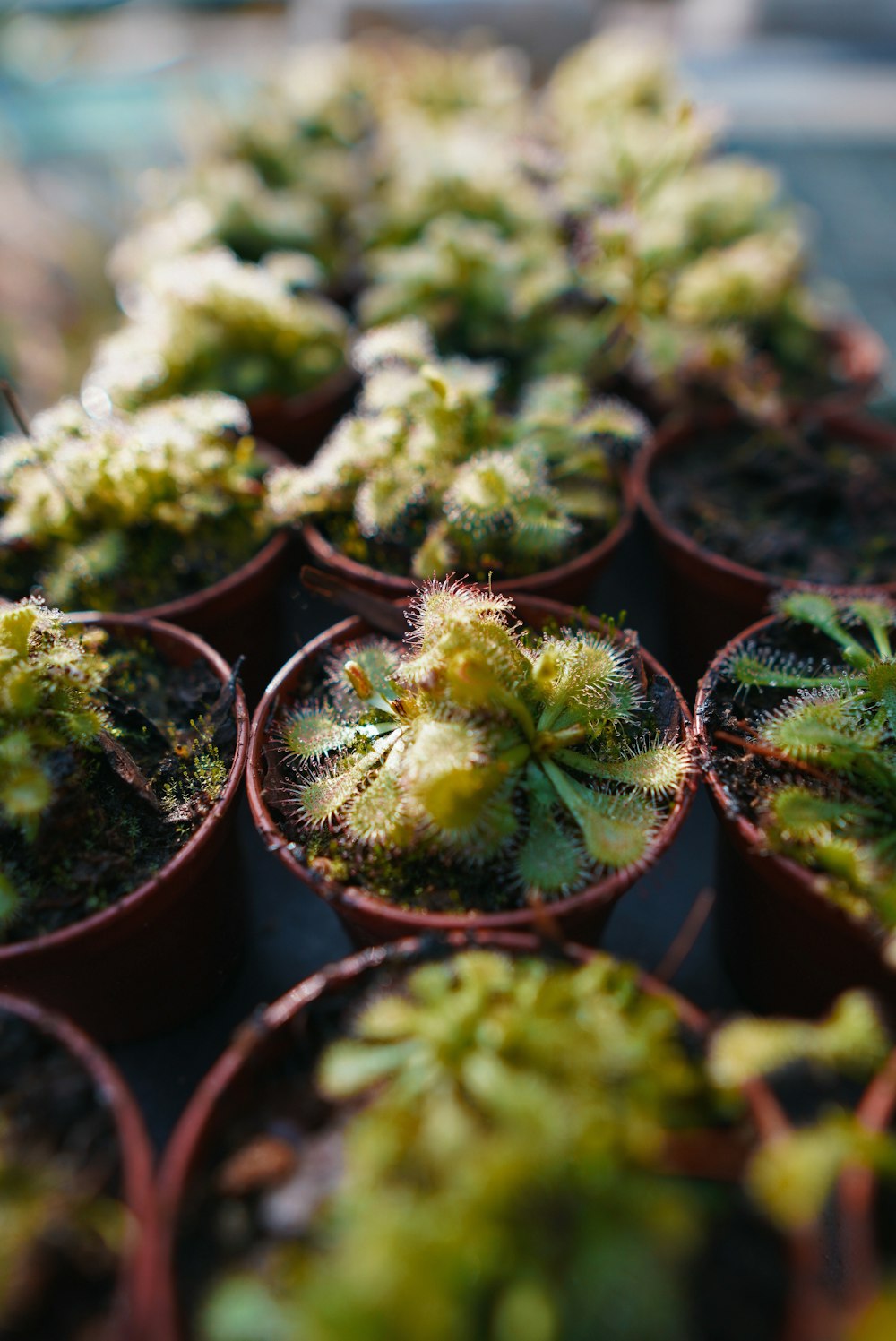 a bunch of potted plants sitting on a table