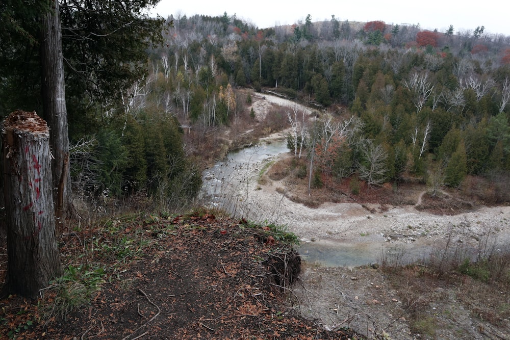 a river running through a forest filled with trees