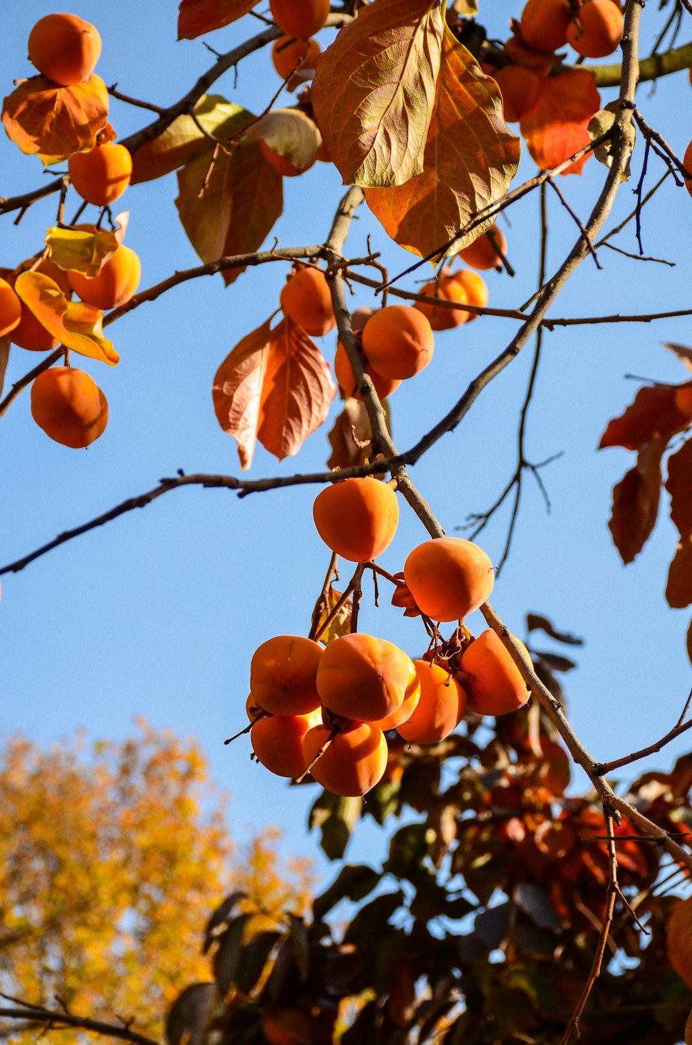 un arbre rempli de beaucoup de fruits mûrs