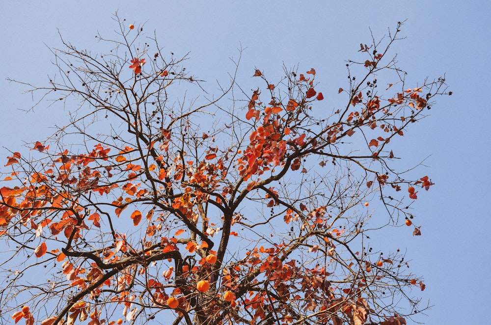 un arbre aux feuilles rouges et un ciel bleu en arrière-plan