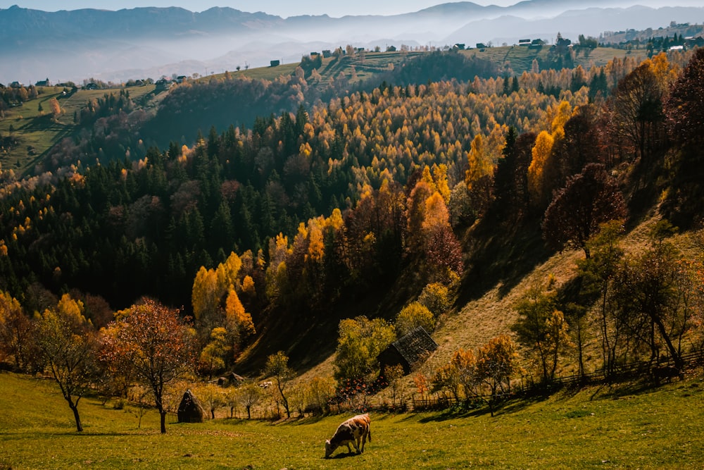 a horse grazing on a lush green hillside