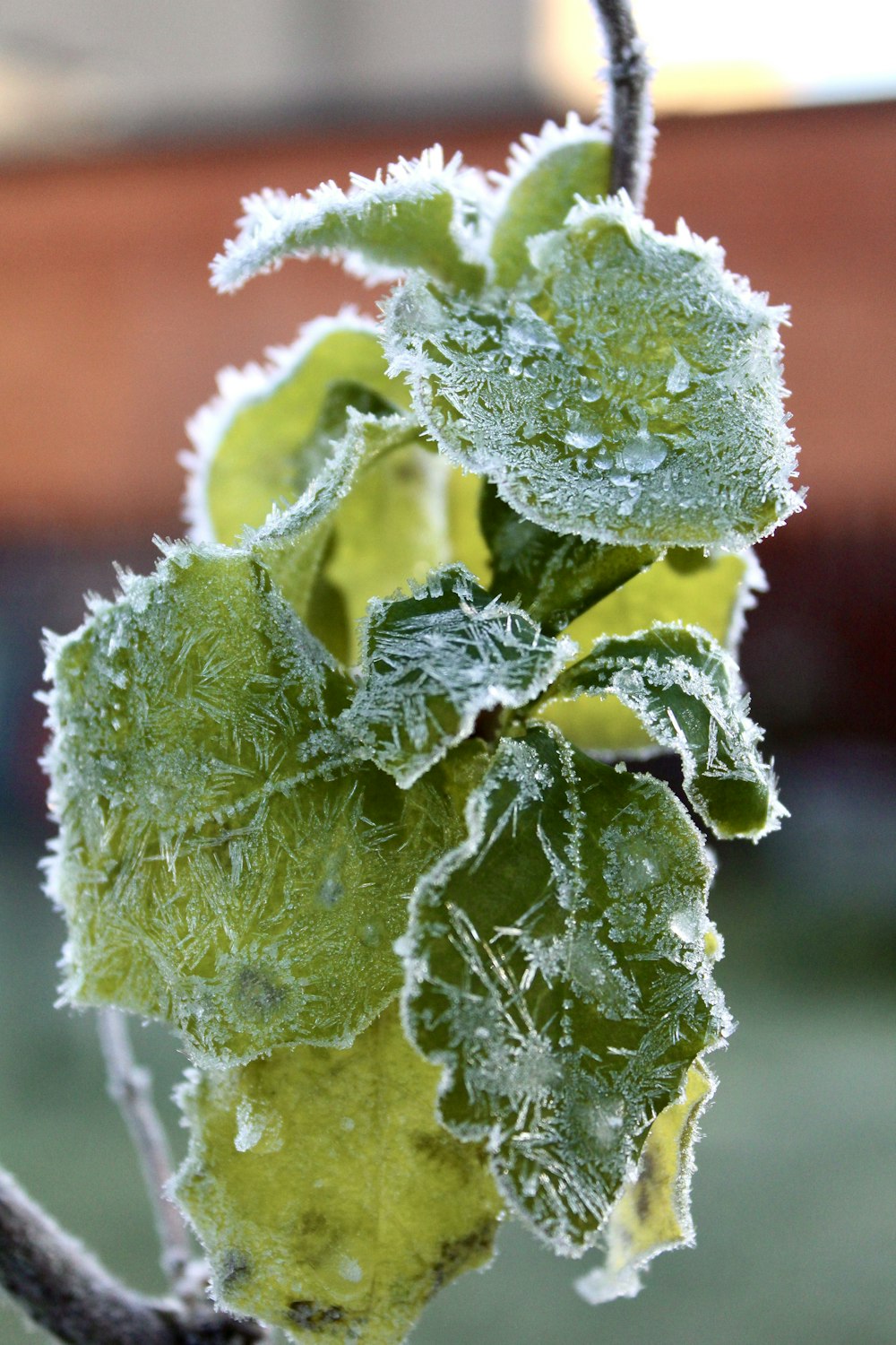 a close up of a leaf covered in ice