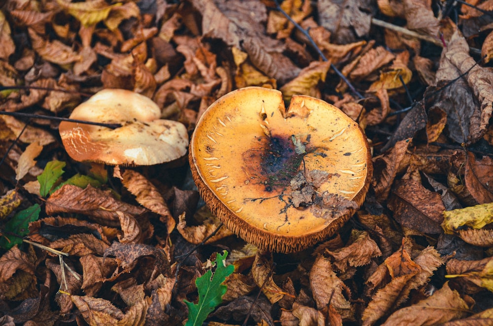 a group of mushrooms that are on the ground