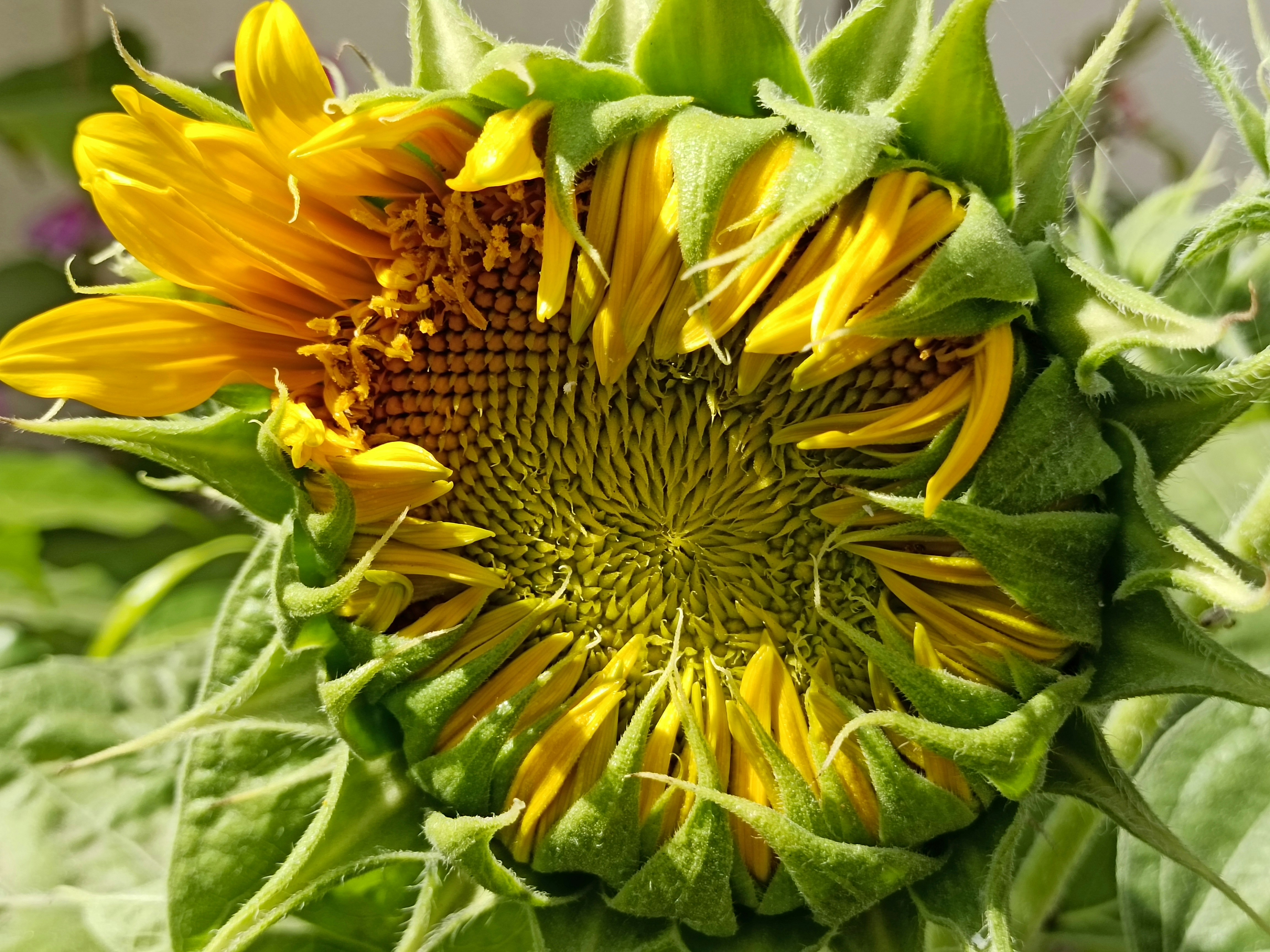 a close up of a sunflower in a field