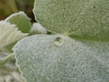 A close-up of a textured leaf with morning dew drops sparkling.
