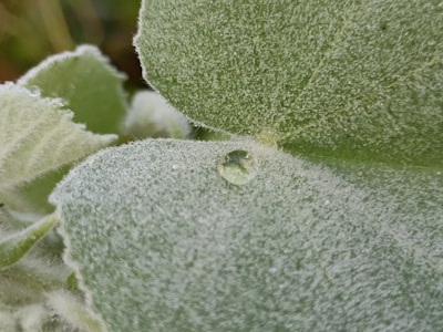 A close-up of a textured leaf with morning dew drops sparkling.
