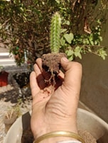 Close-up of hands planting a small cactus, symbolizing growth and care.