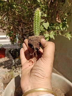 Close-up of hands planting a small cactus, symbolizing growth and care.