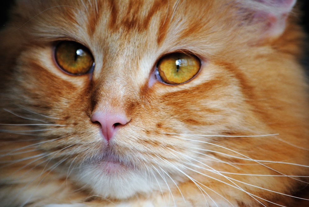 a close up of a cat with yellow eyes