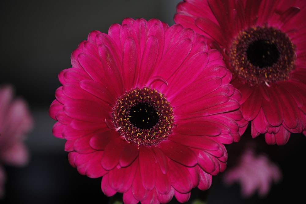 um close up de duas flores cor-de-rosa em um vaso