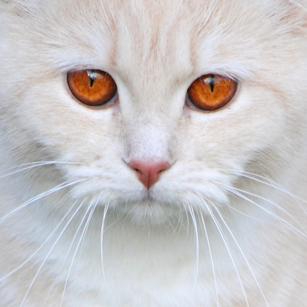 a close up of a white cat with orange eyes