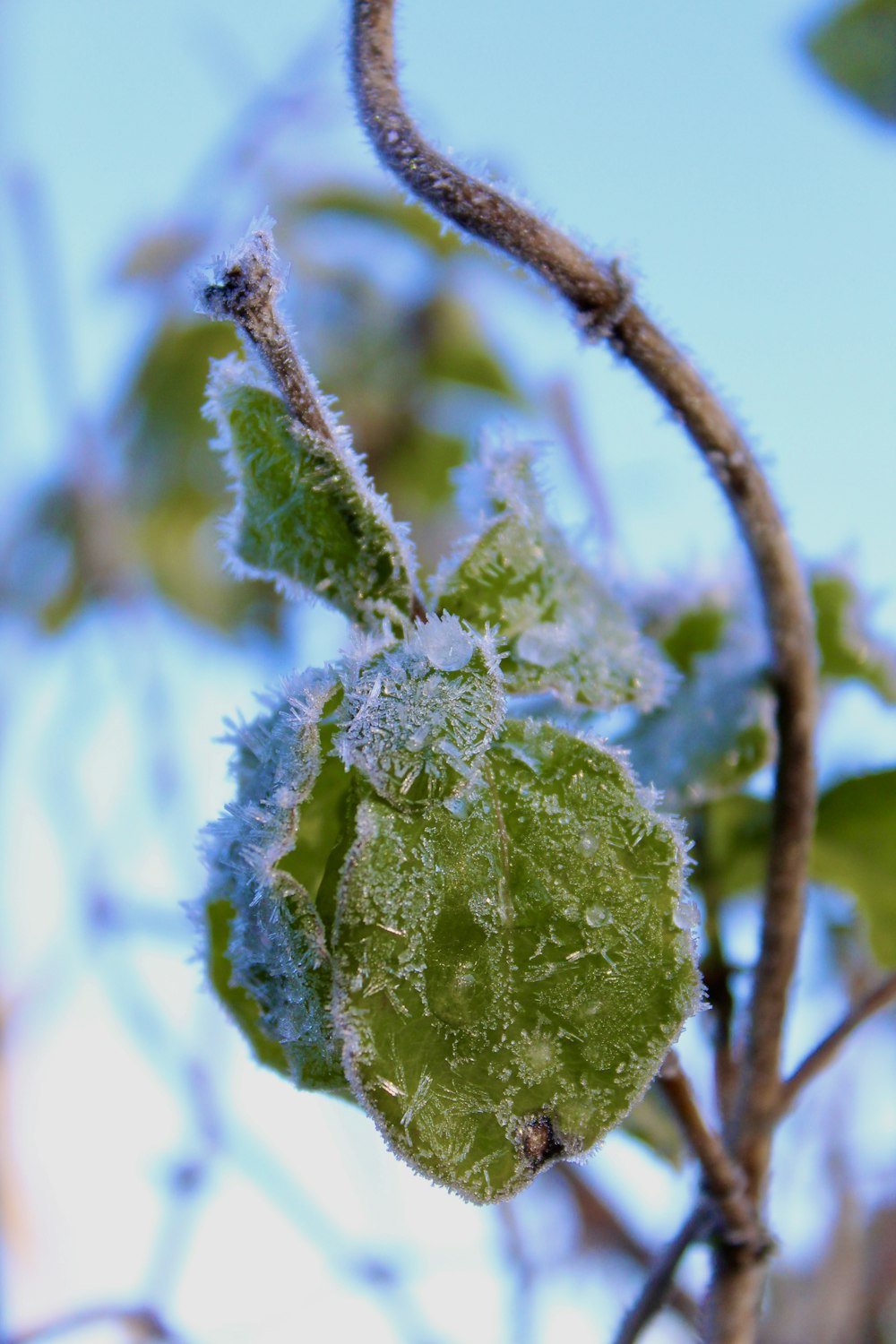 a close up of a leaf with ice on it