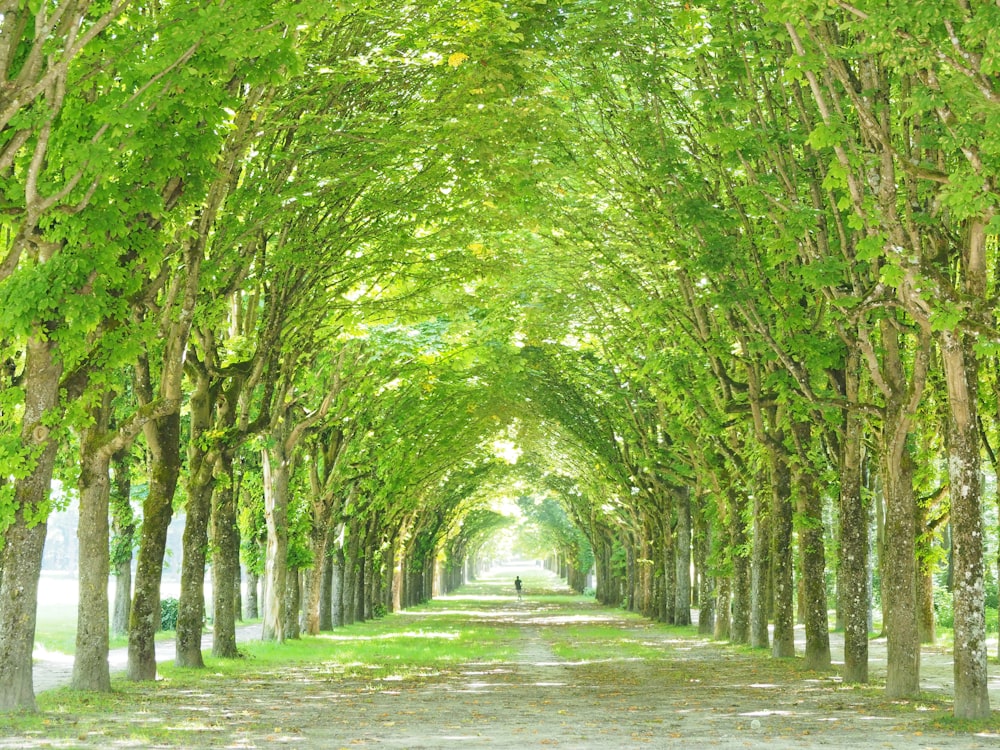 a tree lined road with a person walking down it