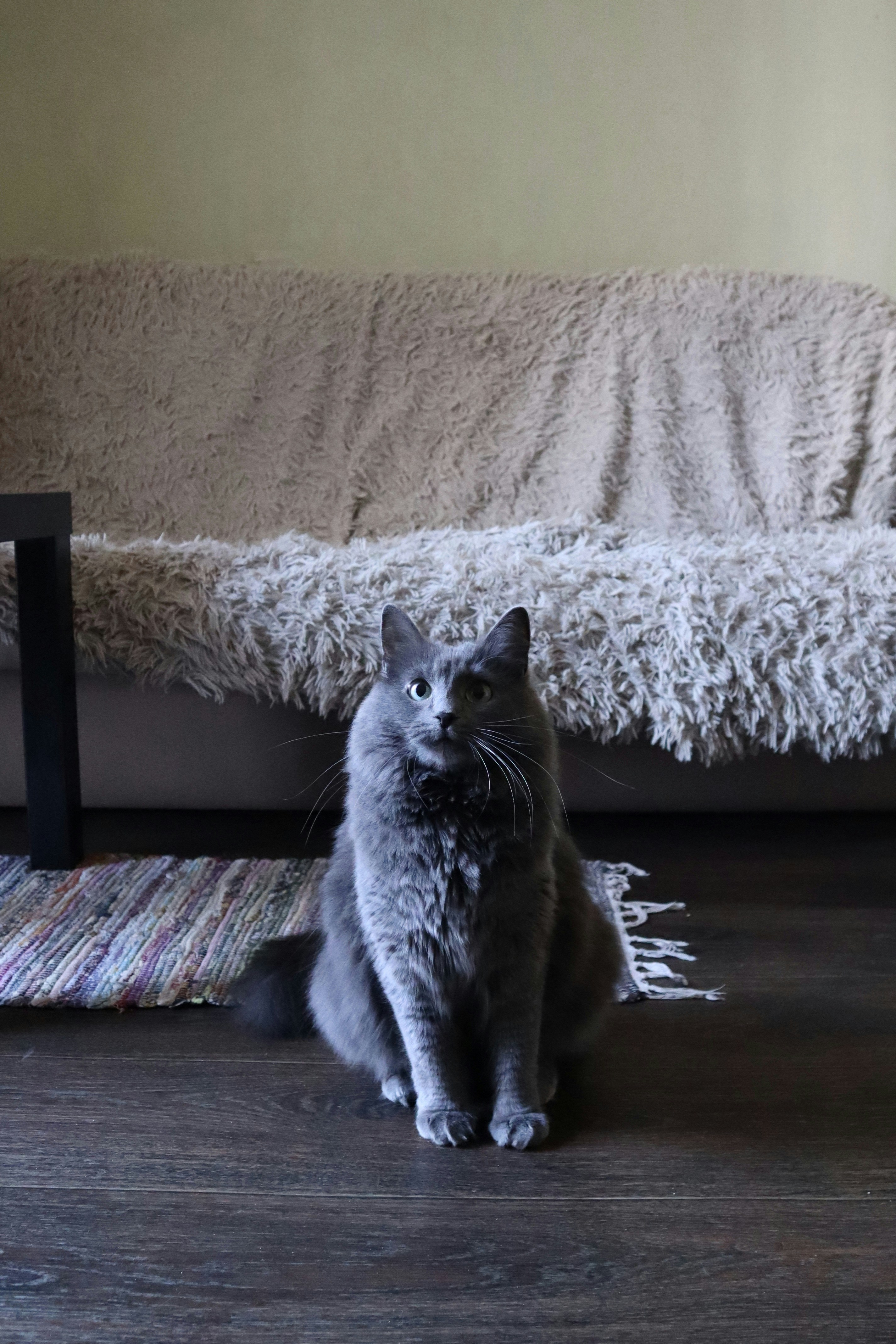 Nebelung (image credits: unsplash)