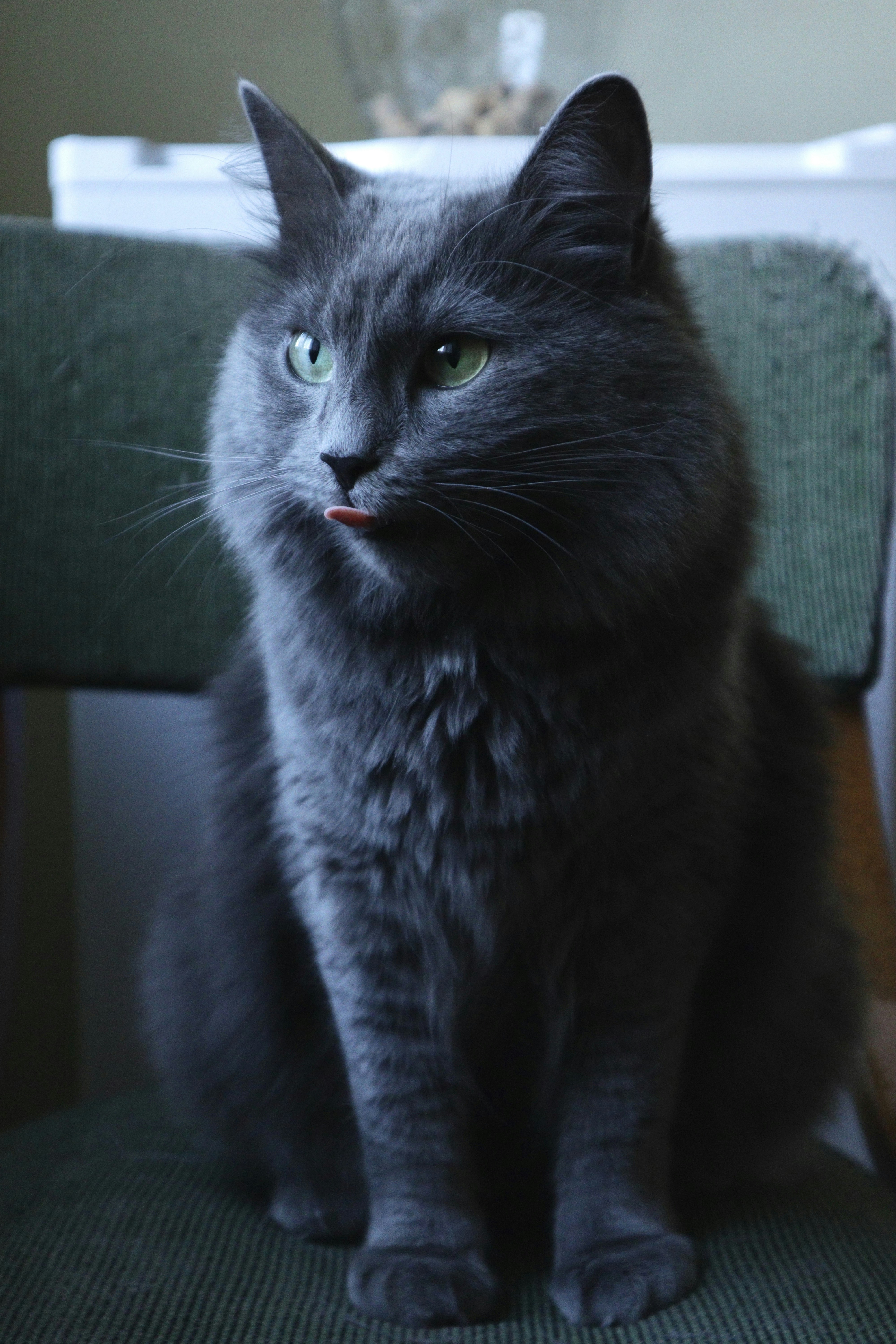 Nebelung (image credits: unsplash)