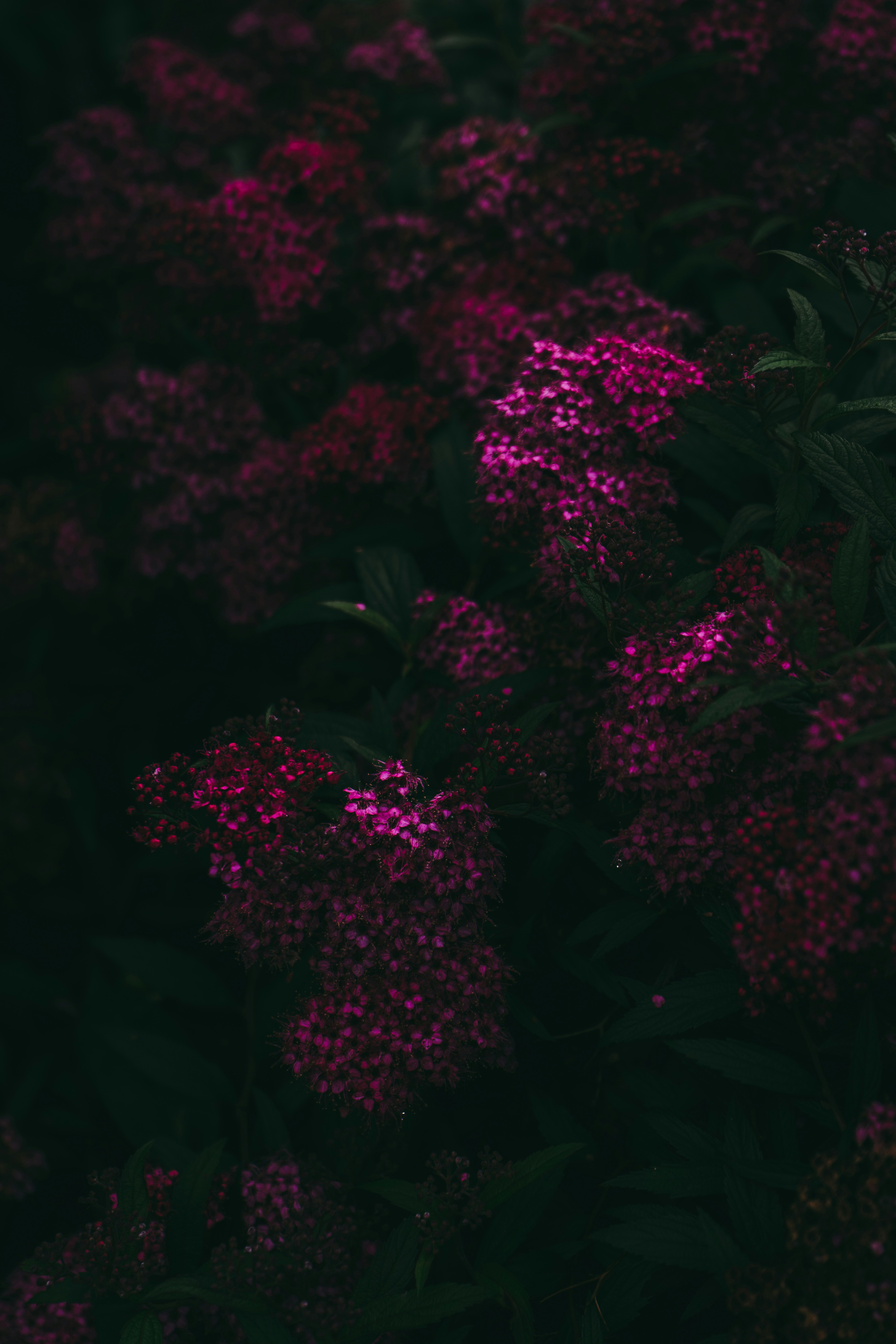 Photo by virussinside