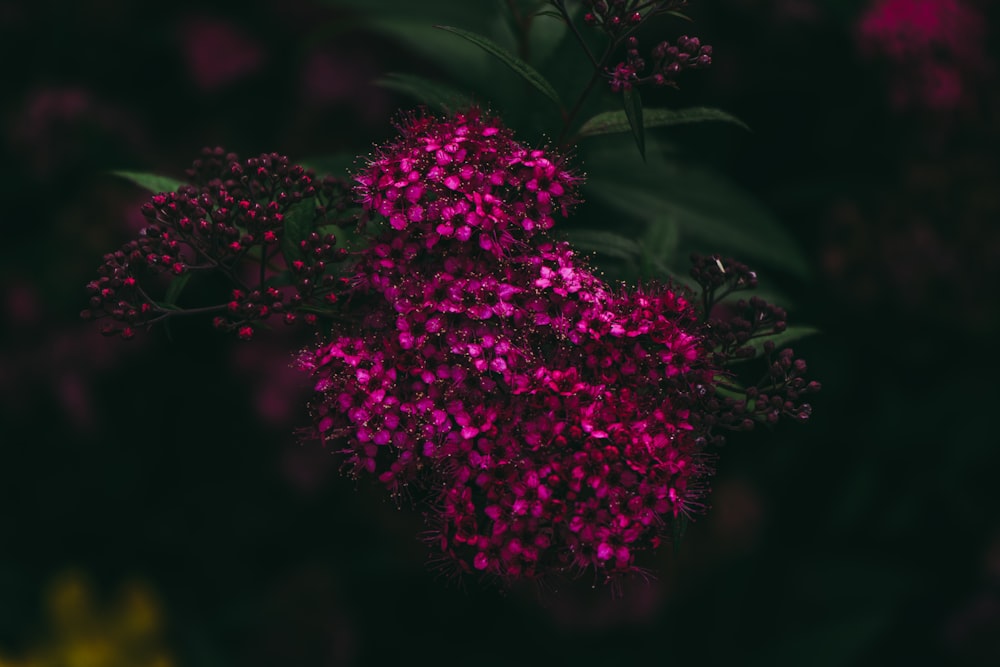 a close up of a bunch of purple flowers