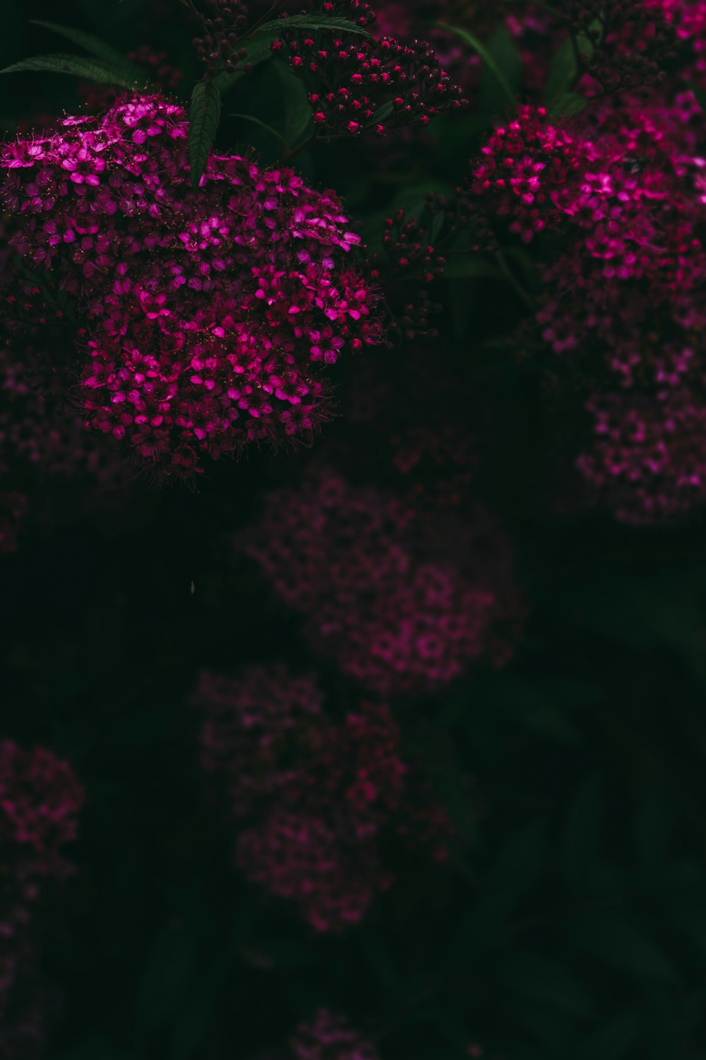 a close up of a bunch of purple flowers