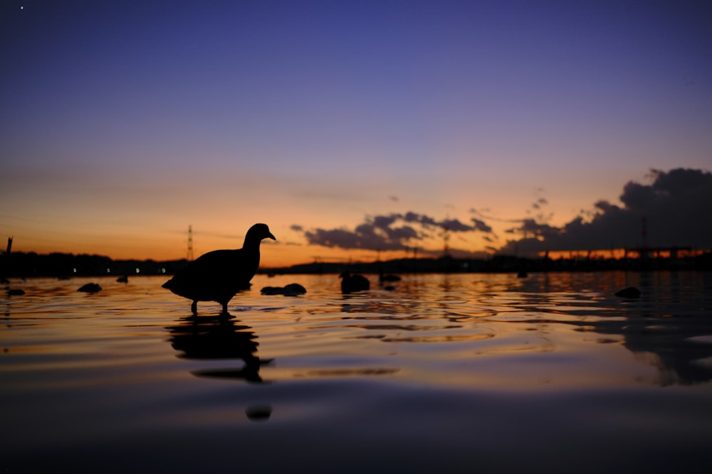 a duck is standing in the water at sunset