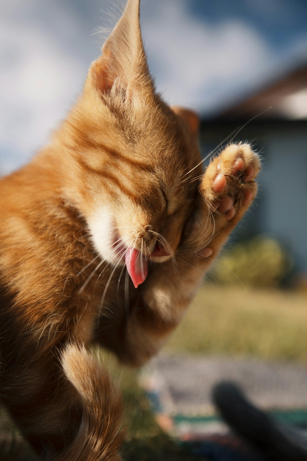um gato laranja com a língua pendurada para fora