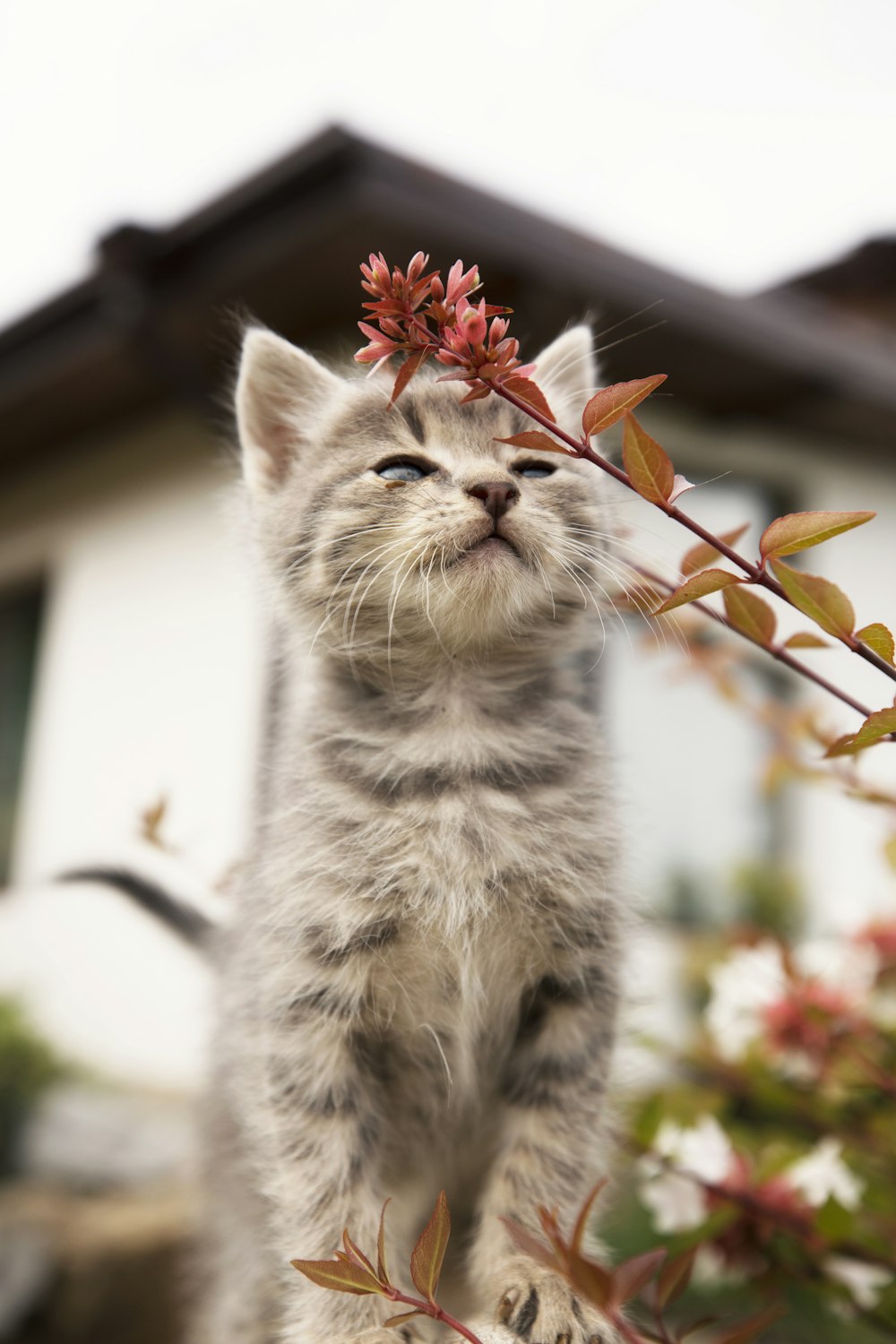 a small kitten standing on top of a tree branch