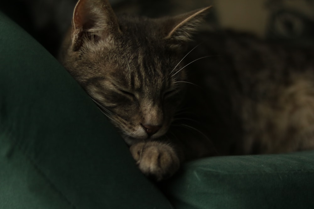 a close up of a cat sleeping on a couch