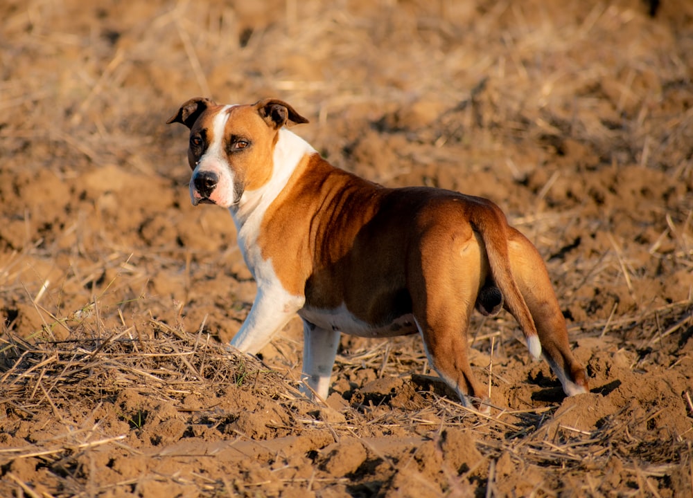 a brown and white dog standing on top of a dirt field
