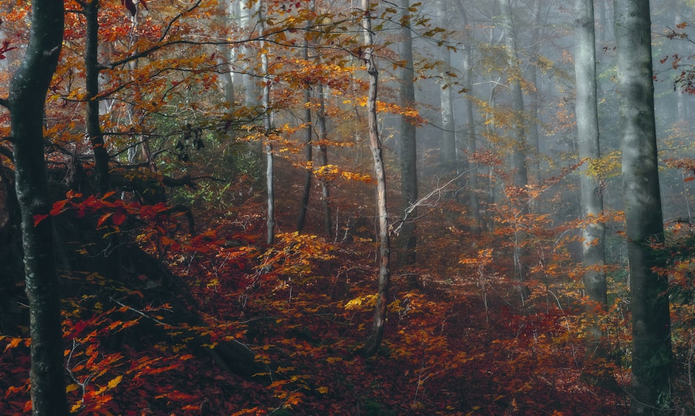 a forest filled with lots of tall trees