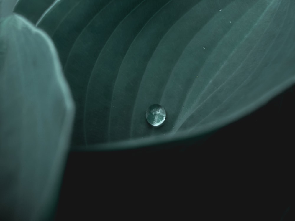 a drop of water sitting on top of a leaf