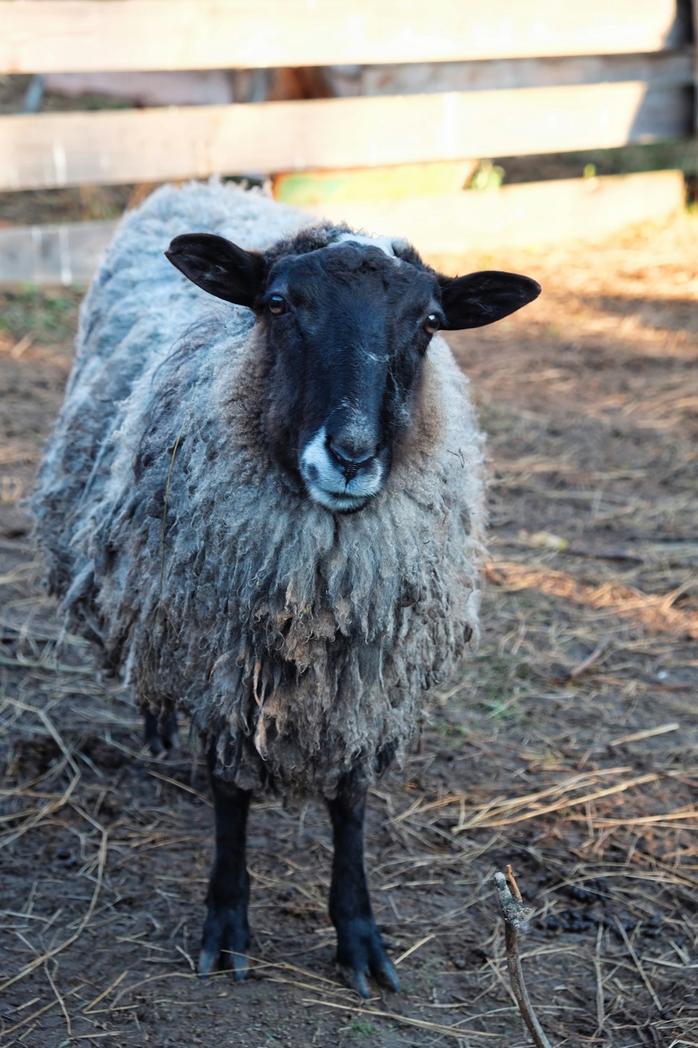 a black faced sheep standing in a fenced in area