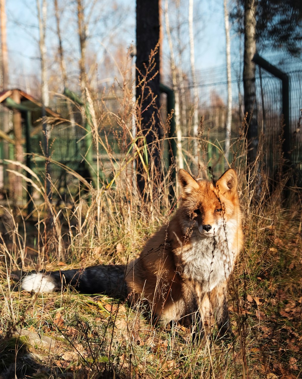 a fox sitting in the grass near a fence