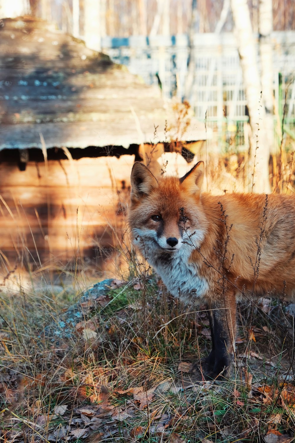 a red fox standing in a field next to a fence