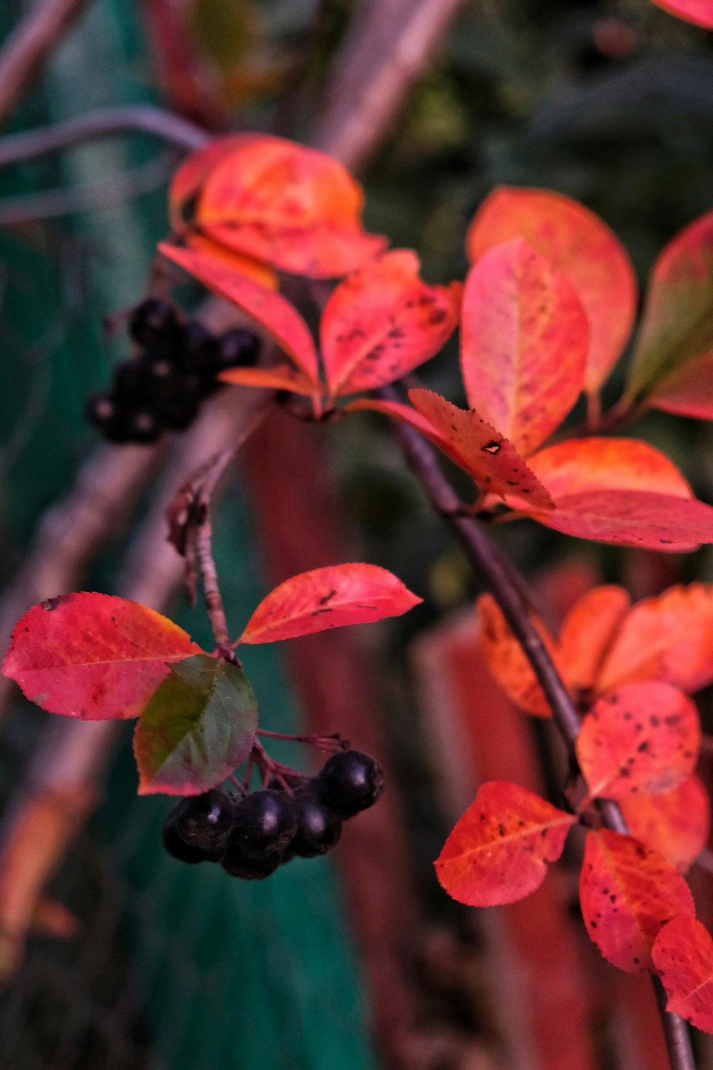 a close up of a branch with berries on it