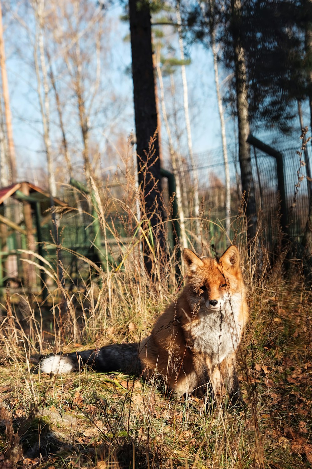 a red fox sitting in the middle of a forest