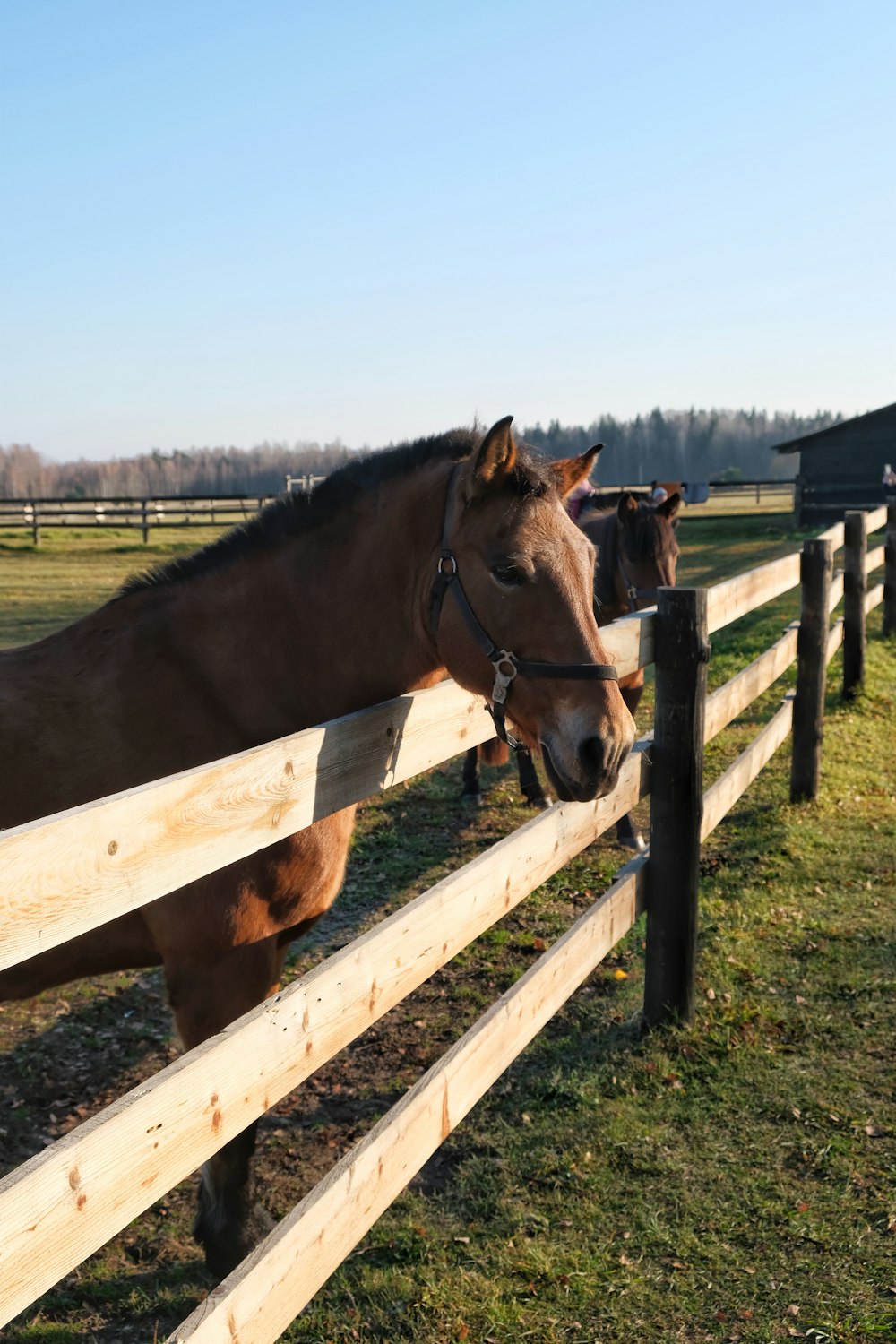 a horse sticking its head over a fence