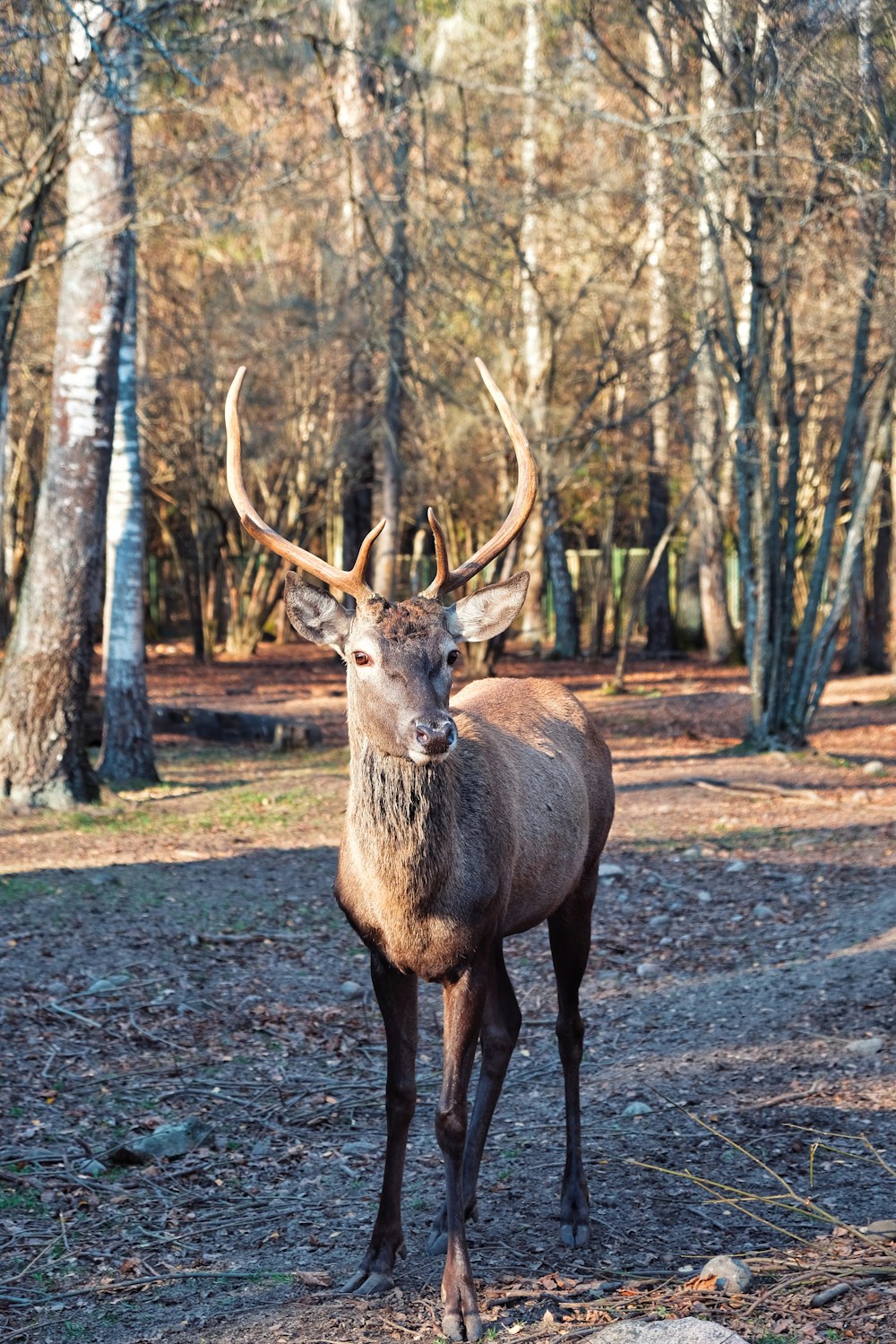 a deer standing in the middle of a forest