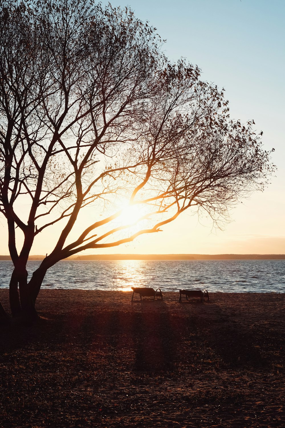 the sun is setting behind a tree on the beach