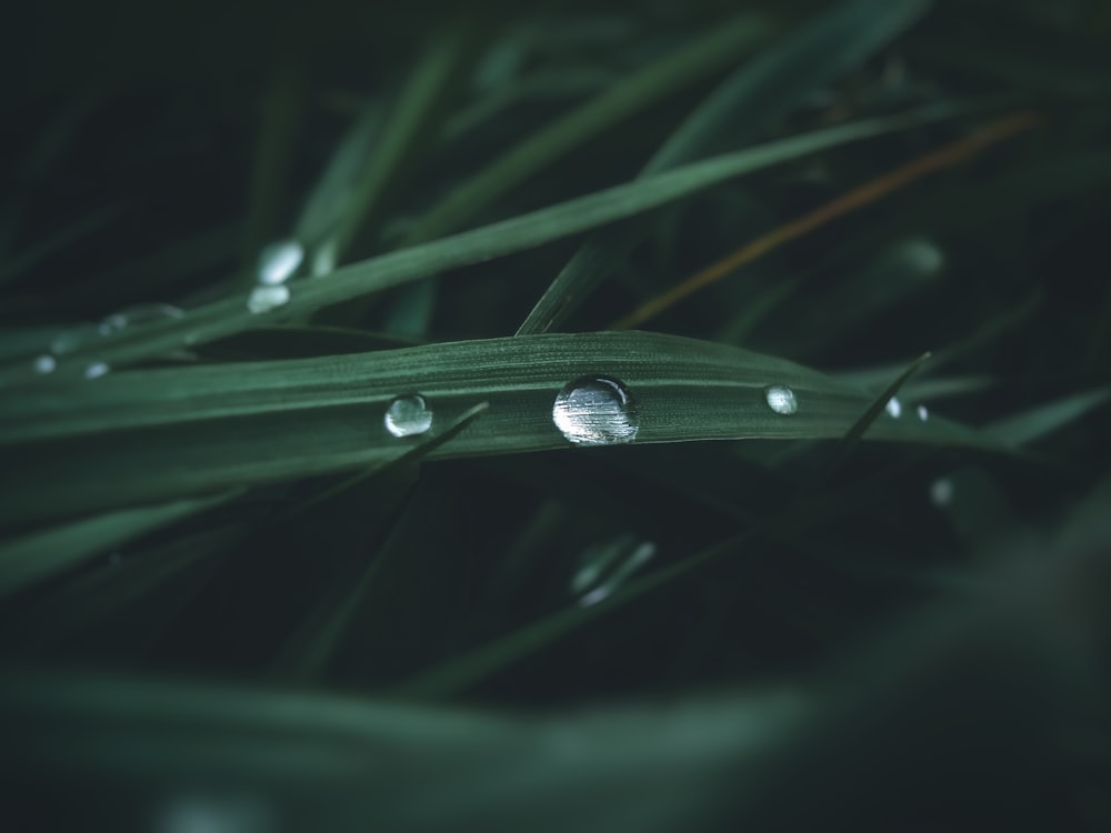 a close up of water droplets on a green leaf
